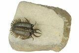 Short-Fork Walliserops Hammi Trilobite - Foum Zguid, Morocco #179603-5